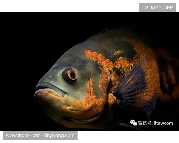 圭亚那水上体育逐渐成特色项目，圭亚那鱼类